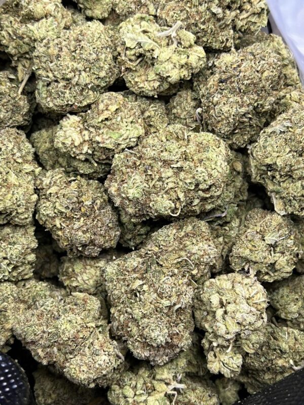 Elmer’s Glue 🐇 🍯