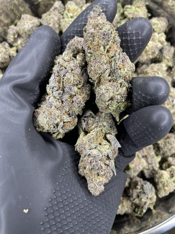 Purple Martian 🍇 👽