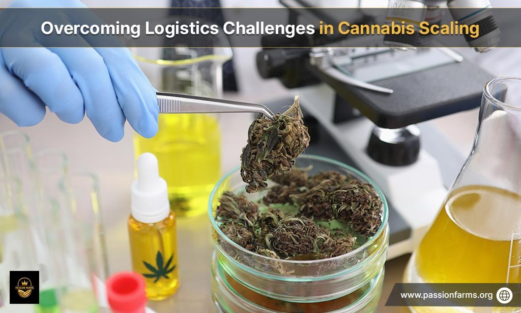 overcoming logistics challenges in cannabis scaling