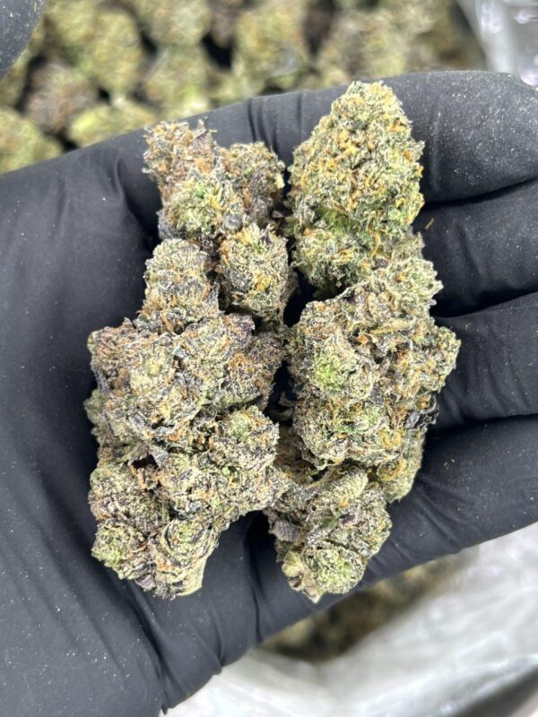 Candy Gelato 🍧 🍭 - Image 3