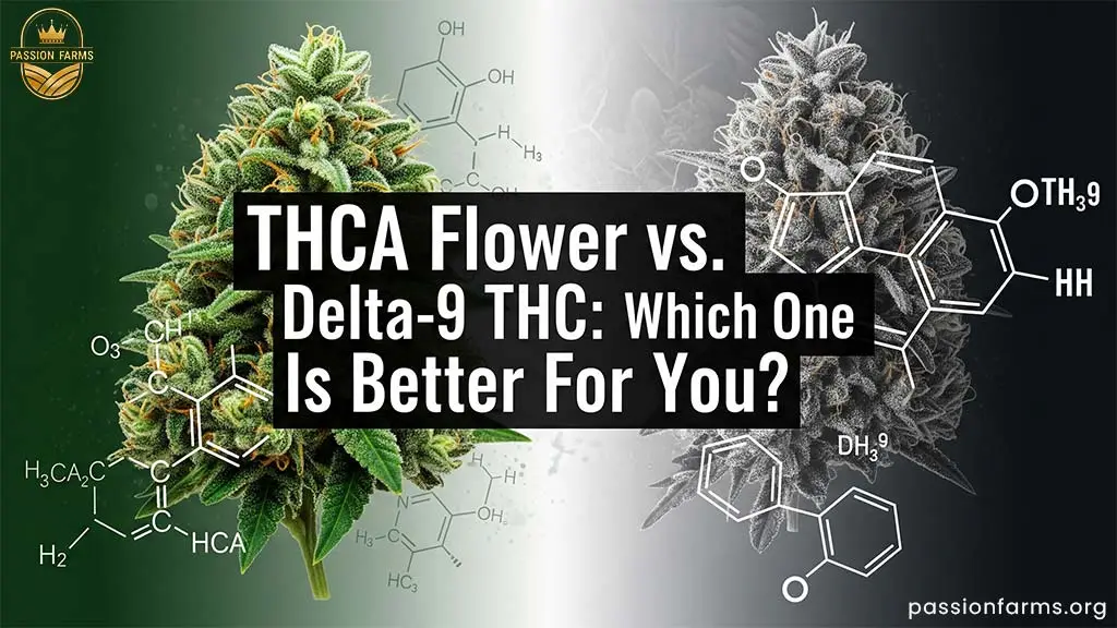 THCA vs. Delta-9 THC: What You Need to Know Before Choosing