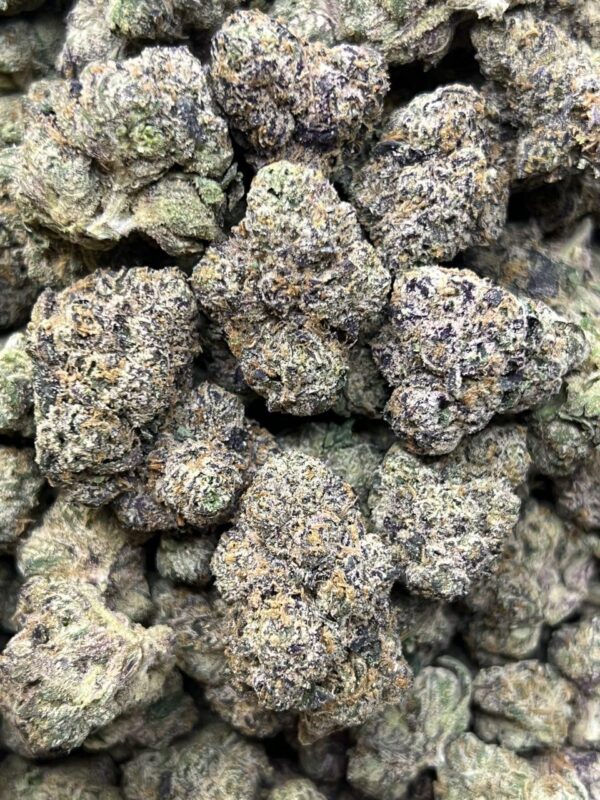Lobster 🦞 ⛽️