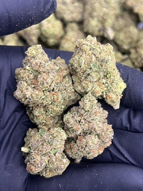 Jumbo Gelato 🐘 🍧 - Image 3