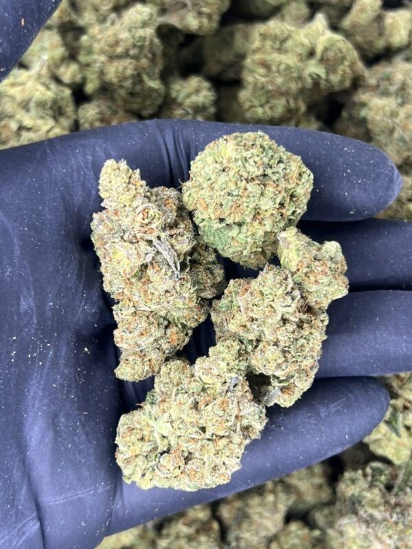Jumbo 🐘 🍃