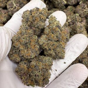 DARK KNIGHT 🐎 ⚔️