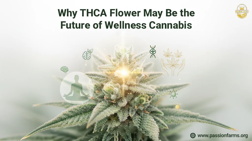 is thca flower the next big thing in wellness cannabis