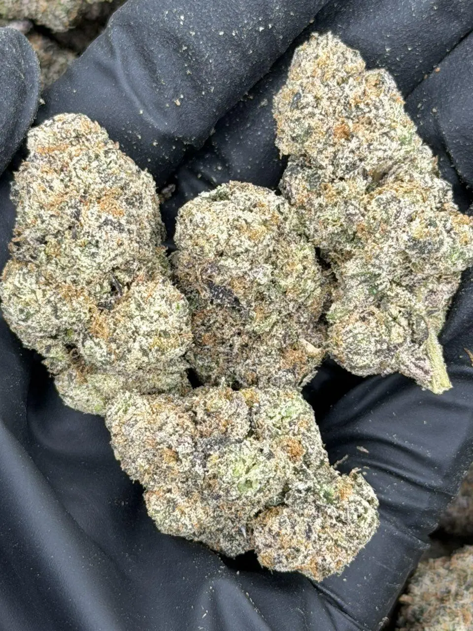 Ameretto Di Limon - Image 2