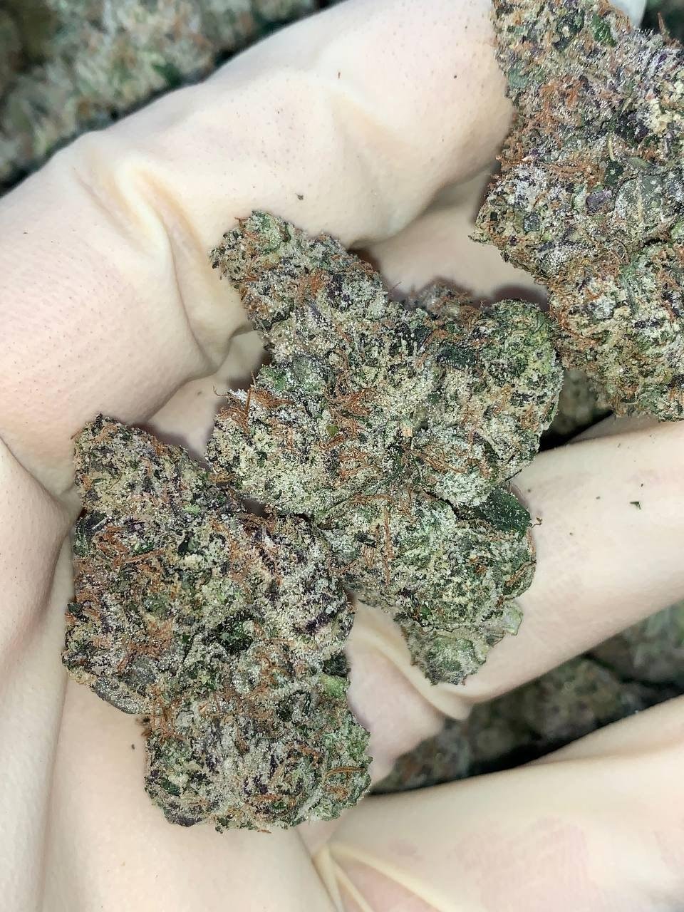 Cherries & Cream 🍒 🥛