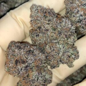 LA Runtz 🏝️ ⛽️