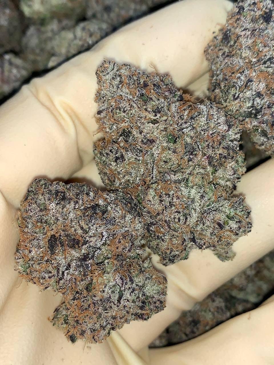 LA Runtz 🏝️ ⛽️