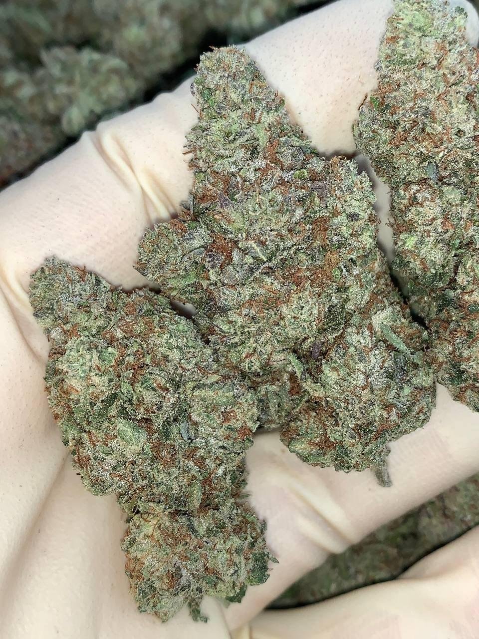 OG Sherb ⛽️ 🦨