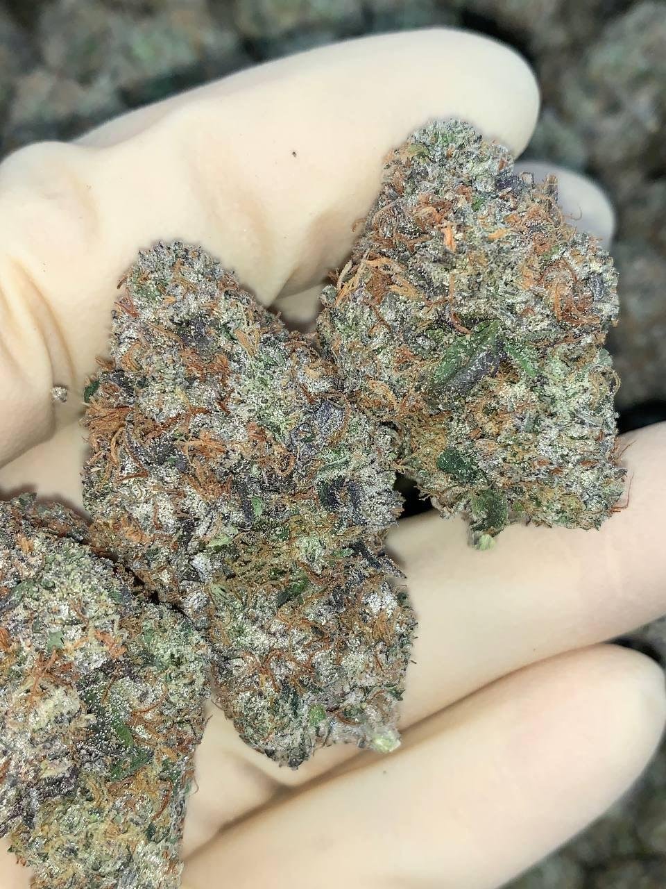 Peach Gumbo 🍑 🍤