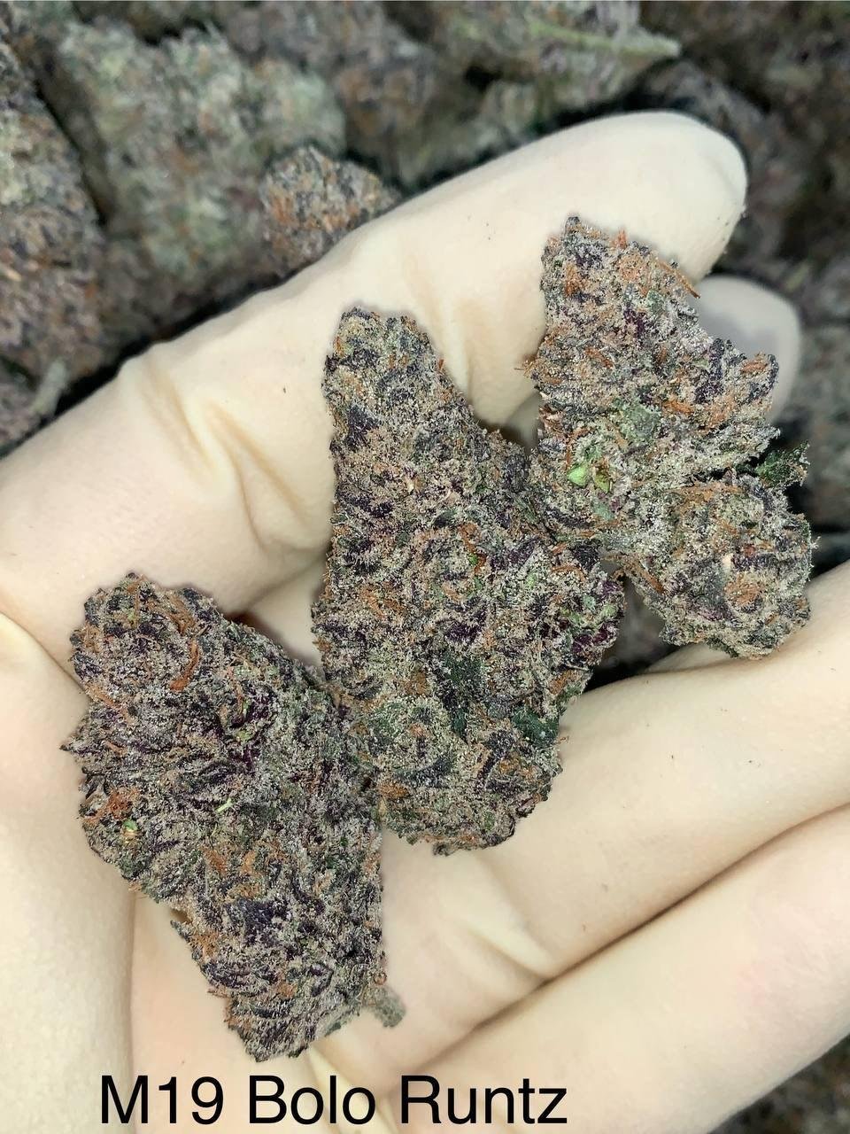 M19 Bolo Runtz - Image 2