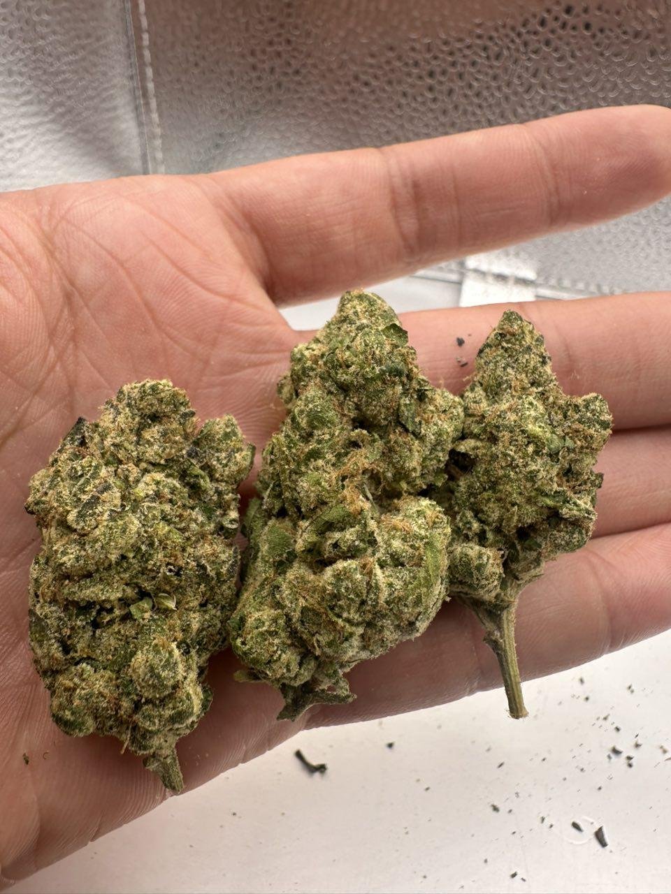 GELATO 41 X KUSHMINTZ
