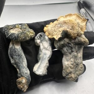 Hillbilly Shrooms