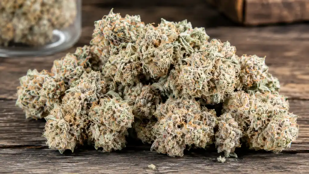 Mac 1 Strain Guide Effects, Flavor, Terpenes & Genetics