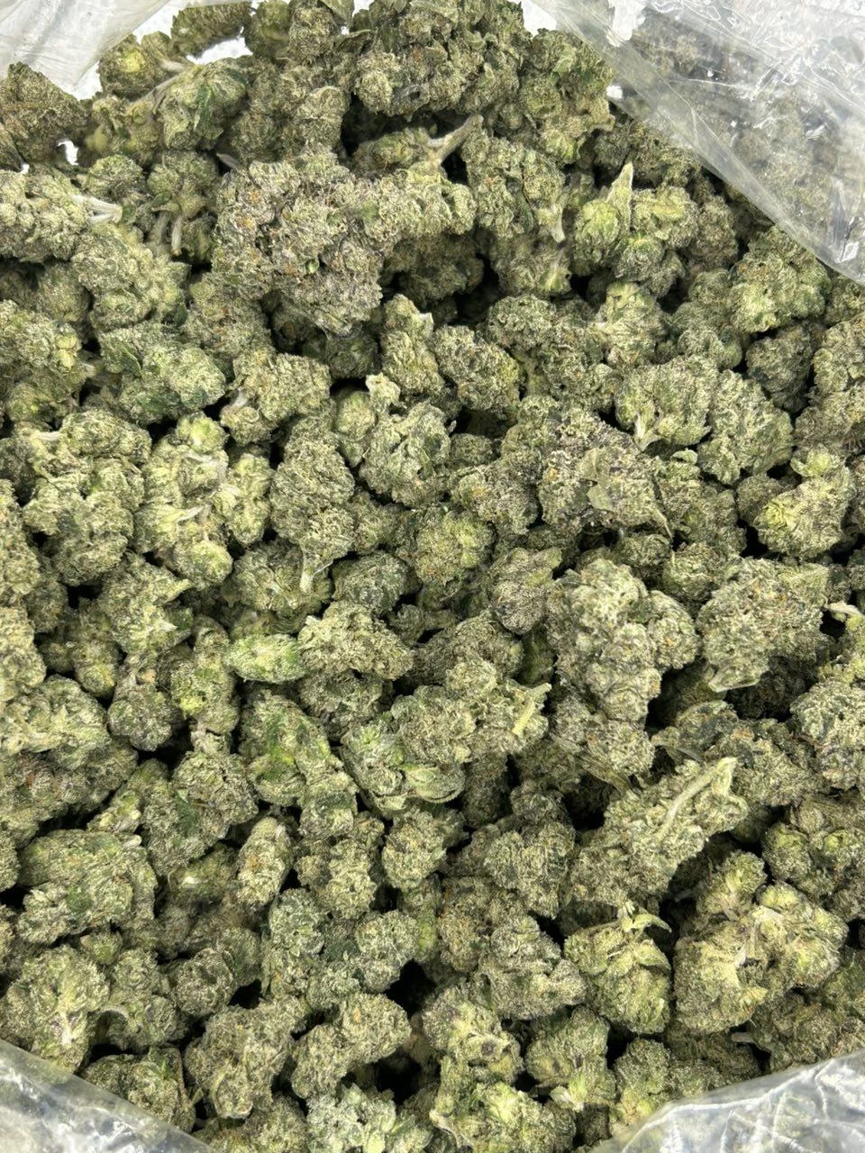 Frog Poison THCA Flower - Image 2