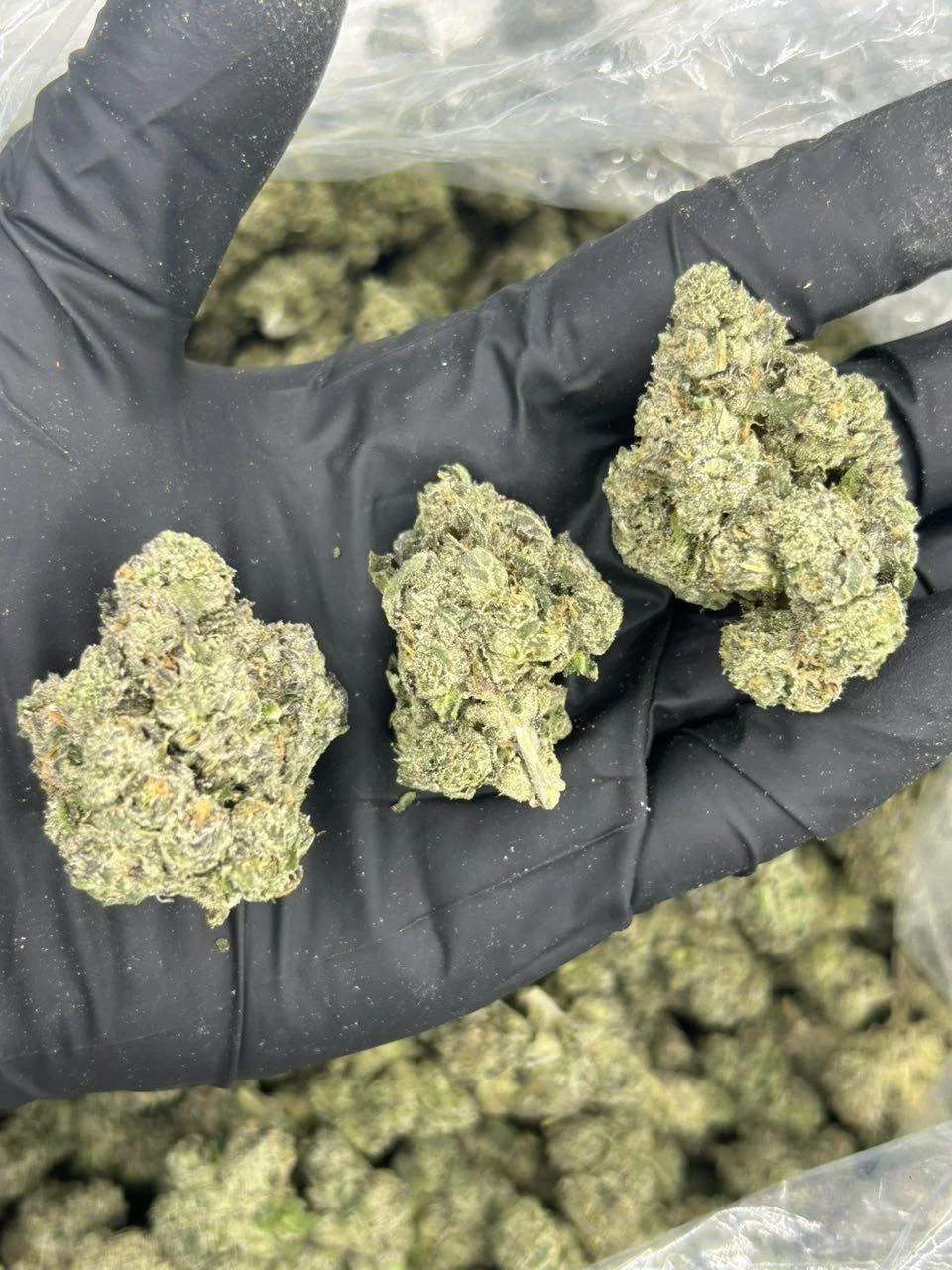 Frog Poison THCA Flower