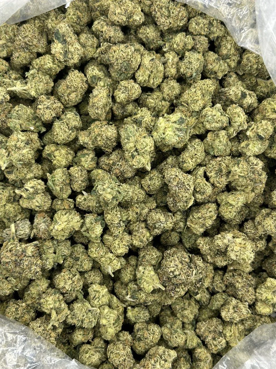 Golden Ticket THCA Flower - Image 2