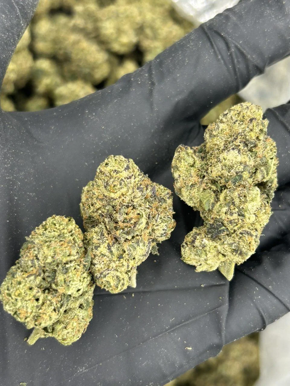 Golden Ticket THCA Flower