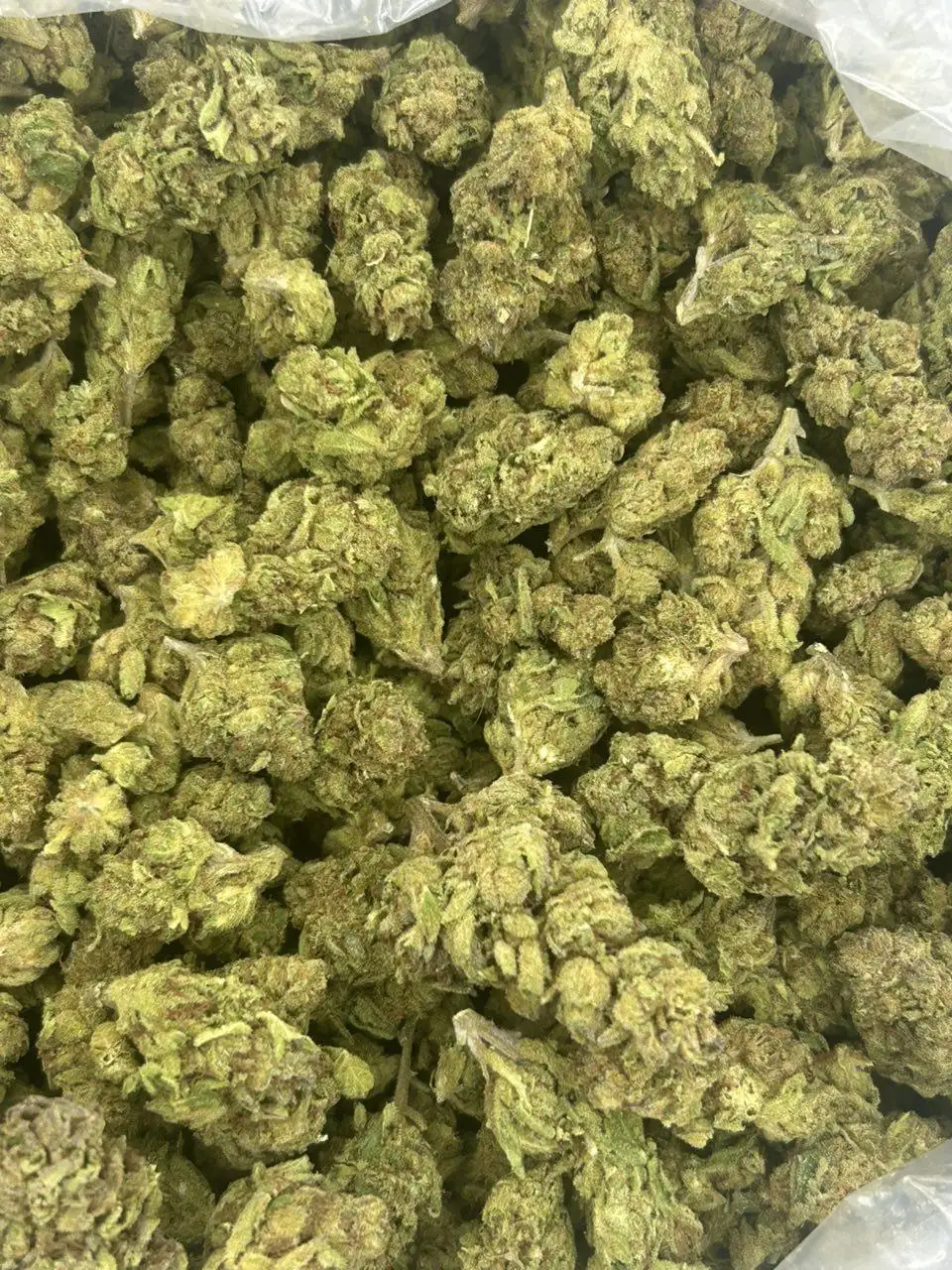 Garlic Breath (GB) 2