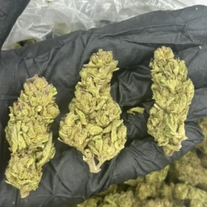 Garlic Breath (GB)