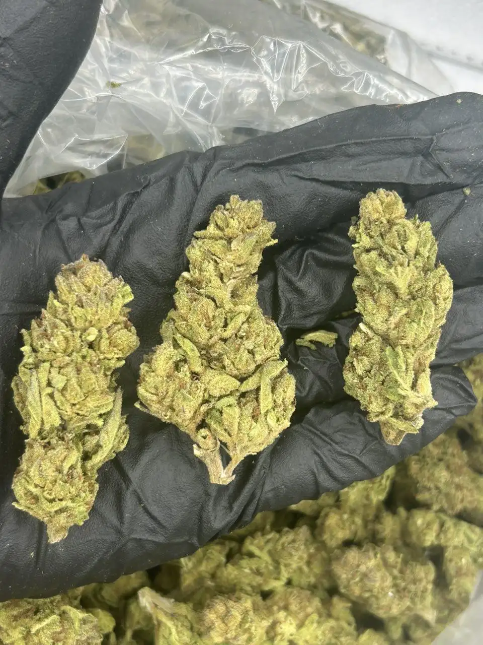 Garlic Breath (GB)