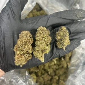 Gas Monster