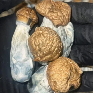 Yeti Mushrooms